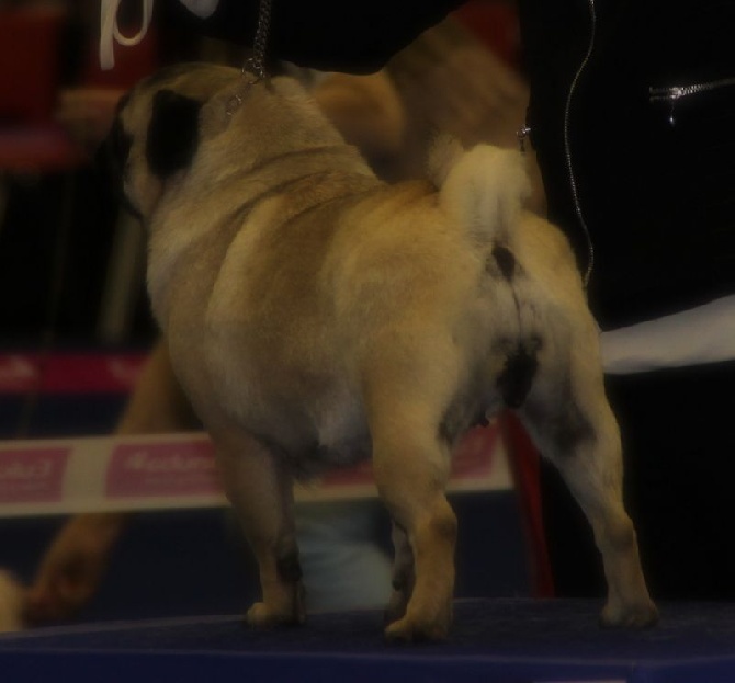 du Val de L'enchanteur - International dog show Genk Belgique