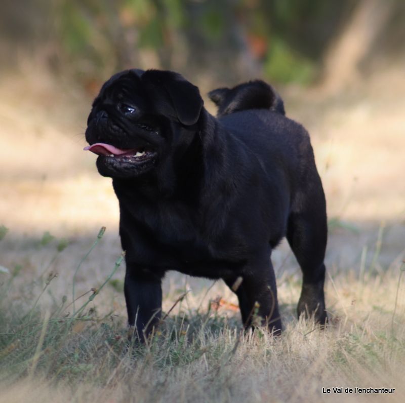 canis celebri Ultrasonic