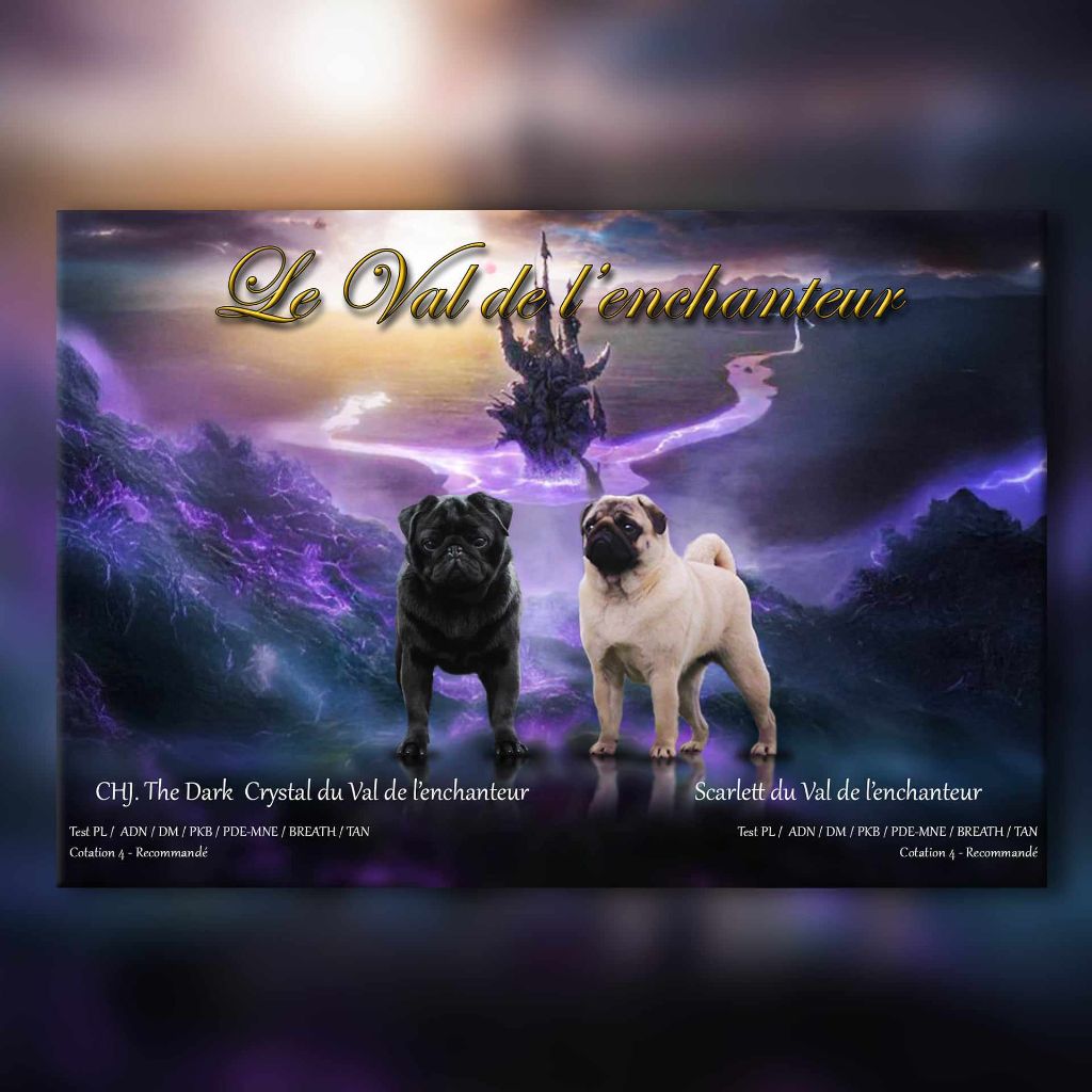 du Val de L'enchanteur - Chiot disponible  - Carlin