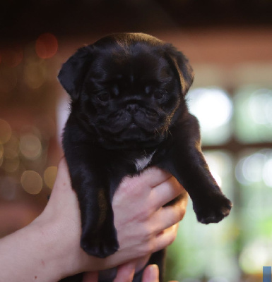 CHIOT collier bleu