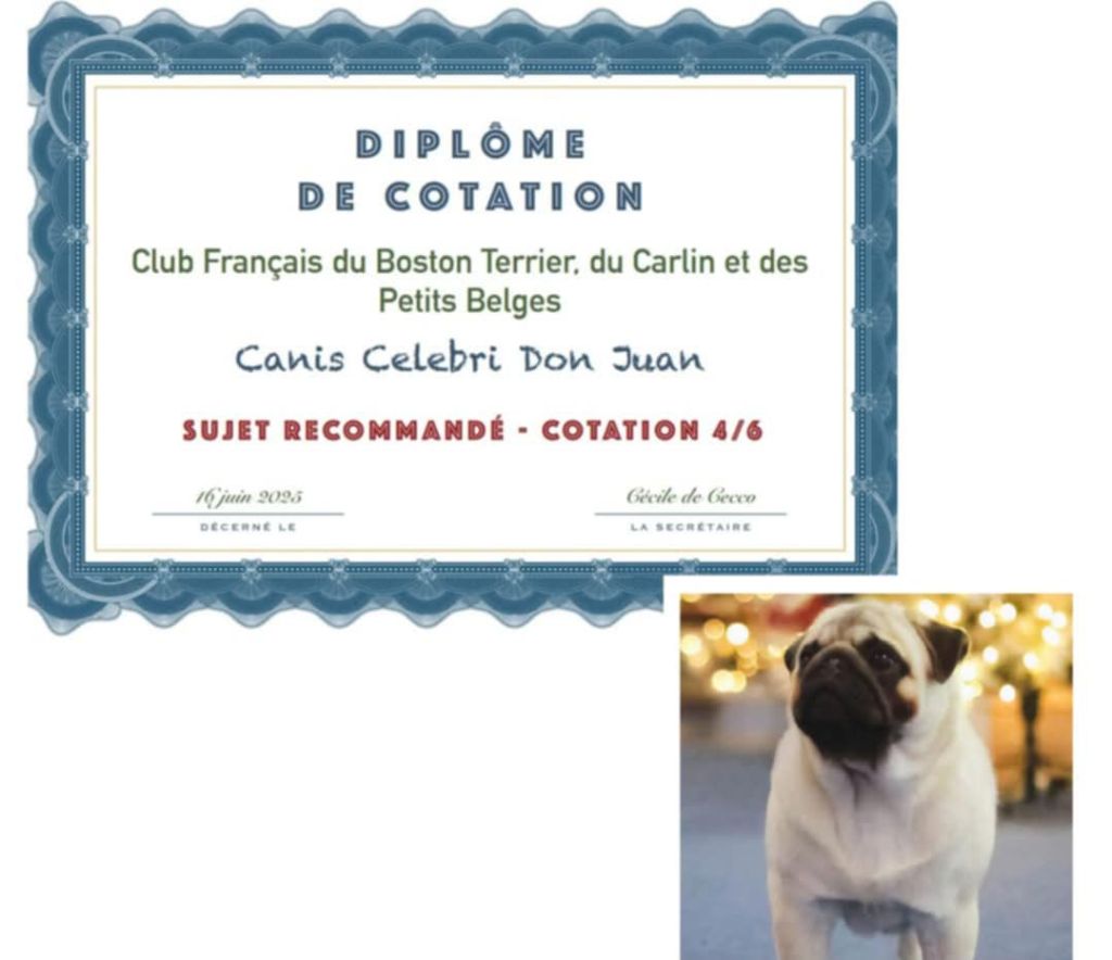 Canis Celebri don juan cotation 4