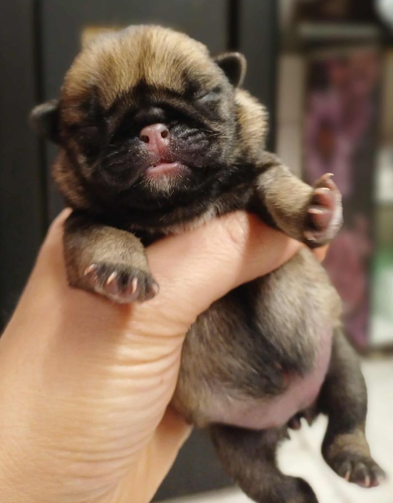 du Val de L'enchanteur - Chiots disponibles - Carlin