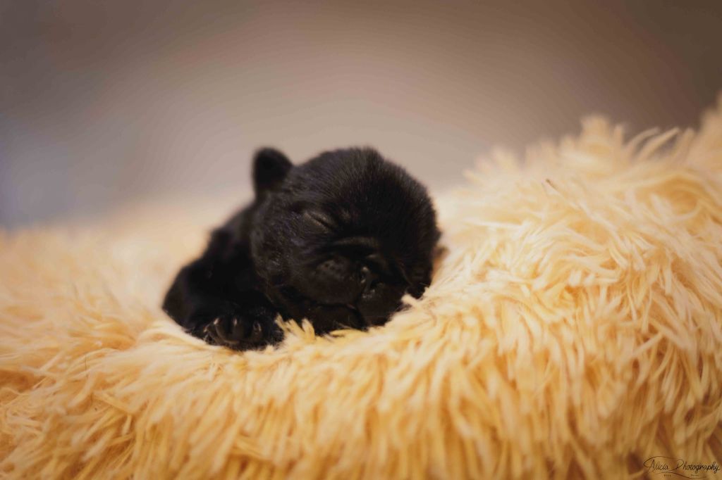 du Val de L'enchanteur - Chiots disponibles - Carlin