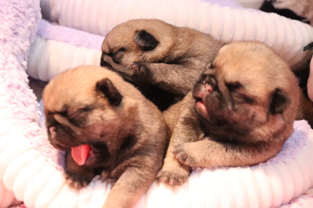 du Val de L'enchanteur - Chiots disponibles - Carlin