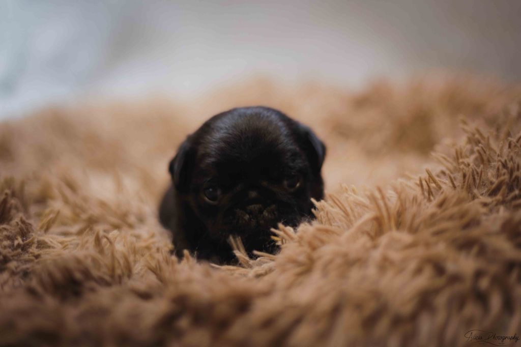 du Val de L'enchanteur - Chiots disponibles - Carlin