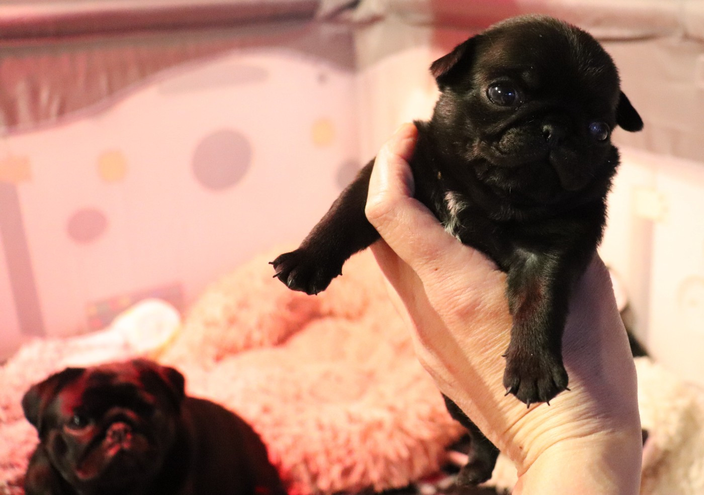 du Val de L'enchanteur - Chiots disponibles - Carlin