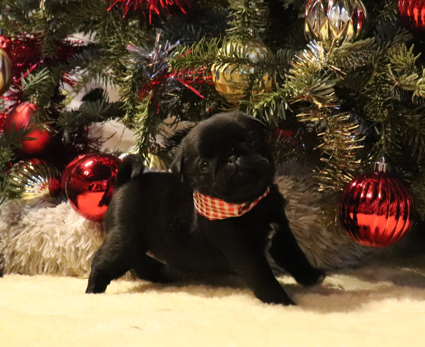 du Val de L'enchanteur - Chiots disponibles - Carlin