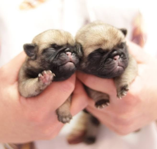 du Val de L'enchanteur - Chiots disponibles - Carlin