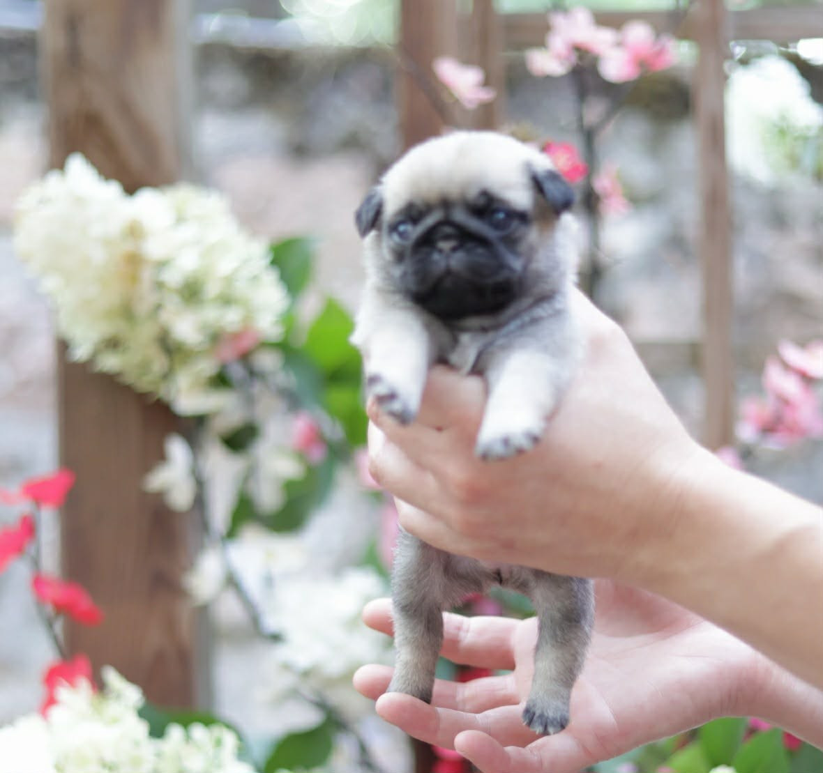du Val de L'enchanteur - Chiots disponibles - Carlin