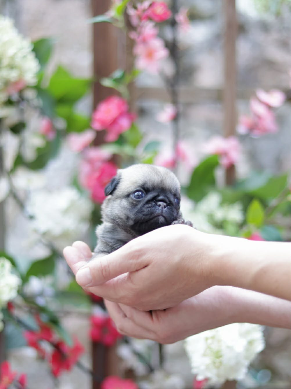 du Val de L'enchanteur - Chiots disponibles - Carlin