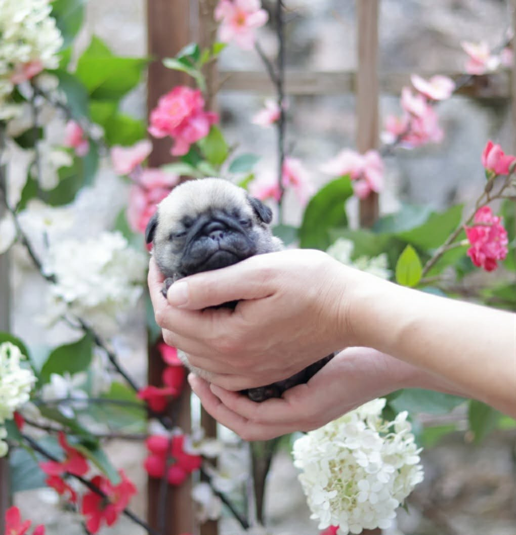 du Val de L'enchanteur - Chiots disponibles - Carlin