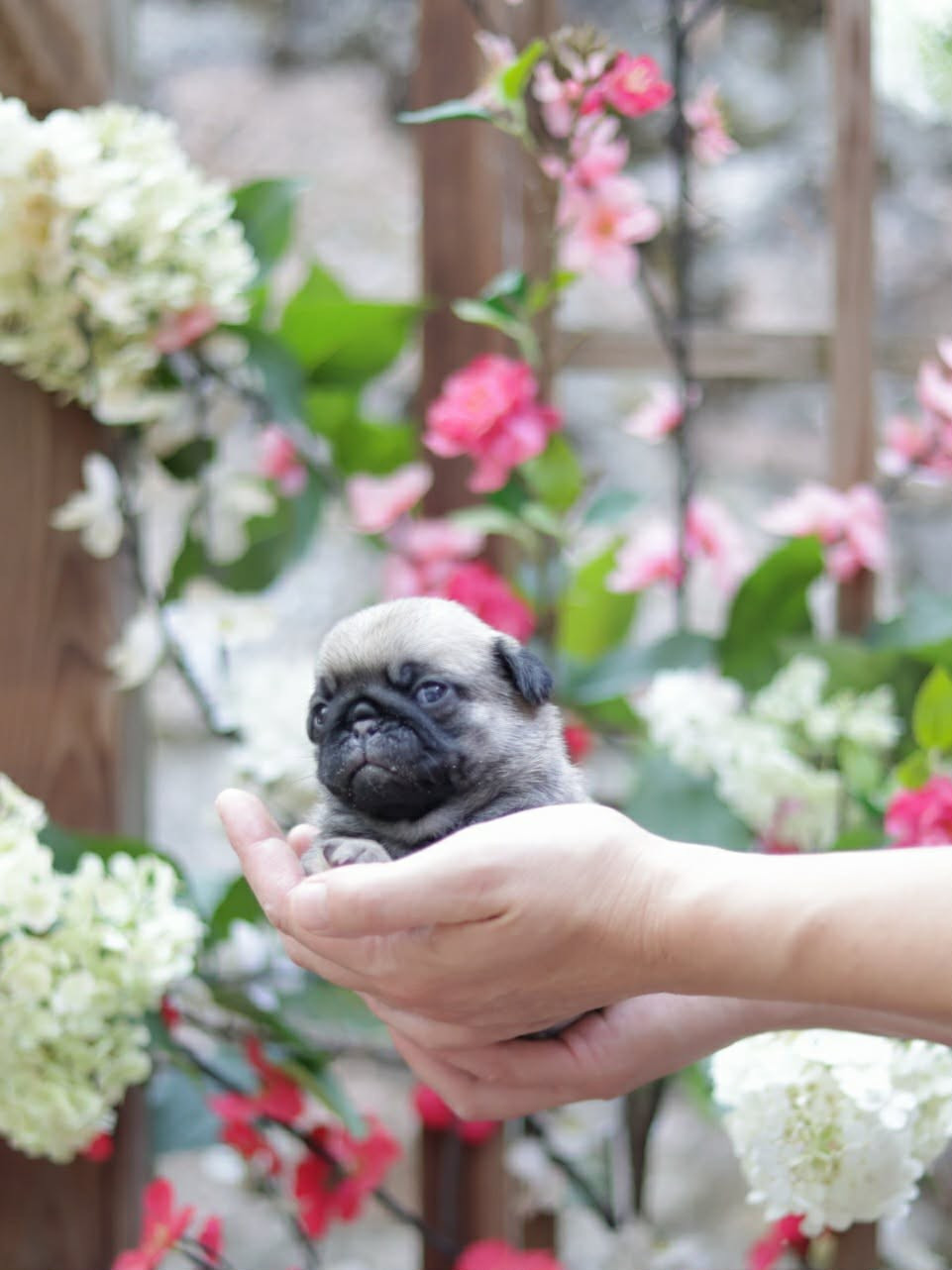 du Val de L'enchanteur - Chiots disponibles - Carlin