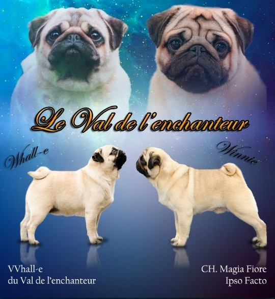 du Val de L'enchanteur - Carlin - Portée née le 11/07/2026