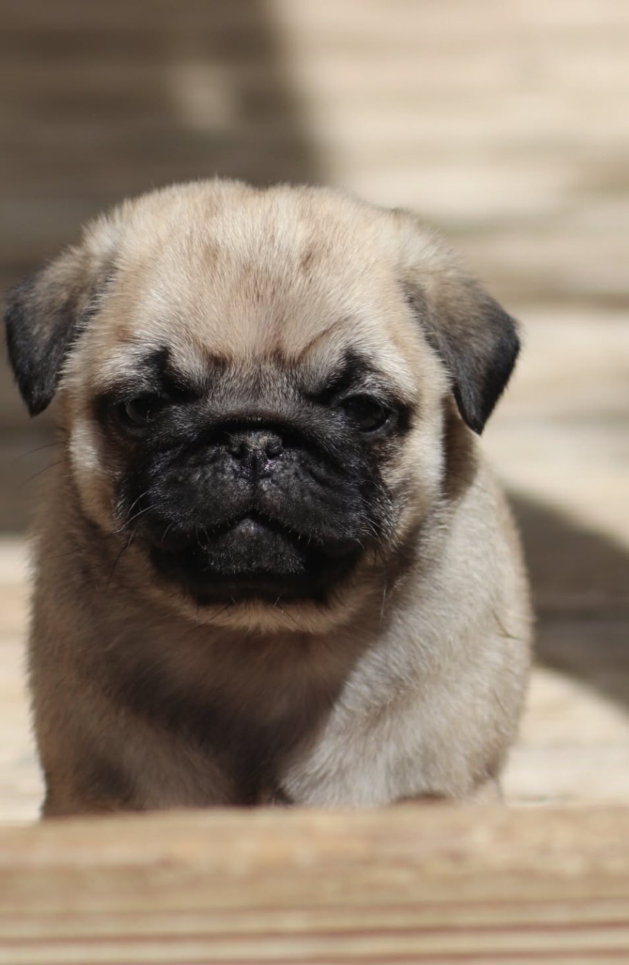 du Val de L'enchanteur - Chiots disponibles - Carlin