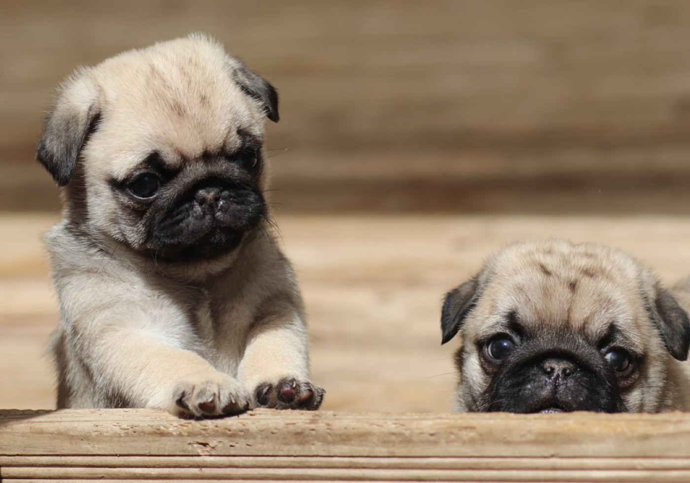 du Val de L'enchanteur - Chiots disponibles - Carlin