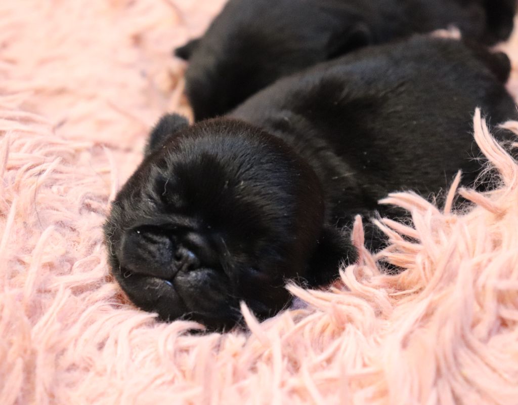 du Val de L'enchanteur - Chiots disponibles - Carlin