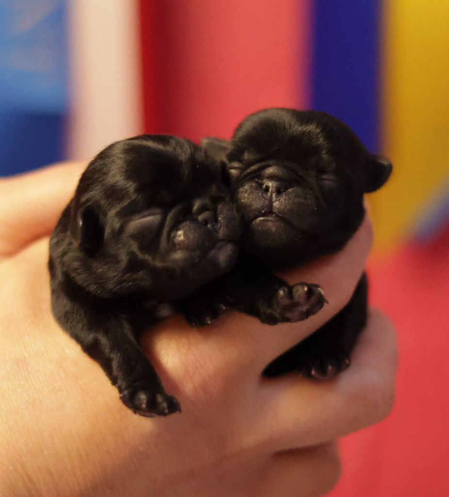 du Val de L'enchanteur - Chiots disponibles - Carlin