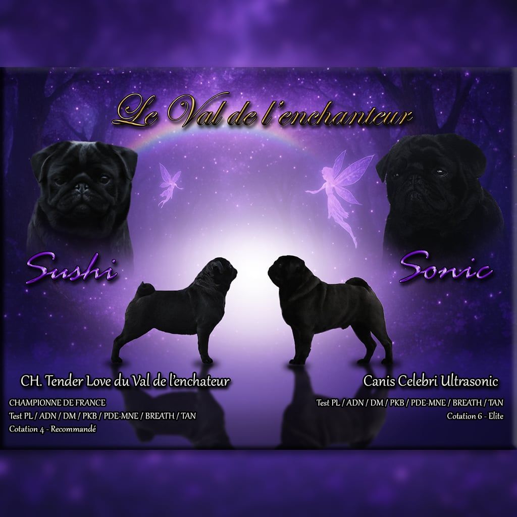 Chiot Carlin du Val de L'enchanteur