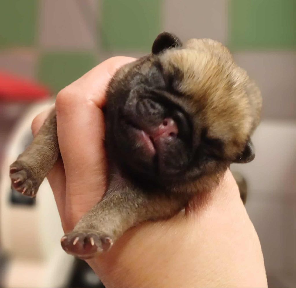 du Val de L'enchanteur - Chiots disponibles - Carlin