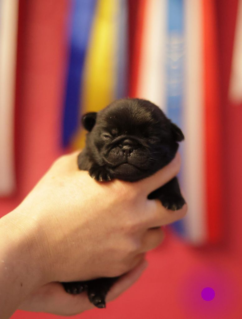 du Val de L'enchanteur - Chiots disponibles - Carlin