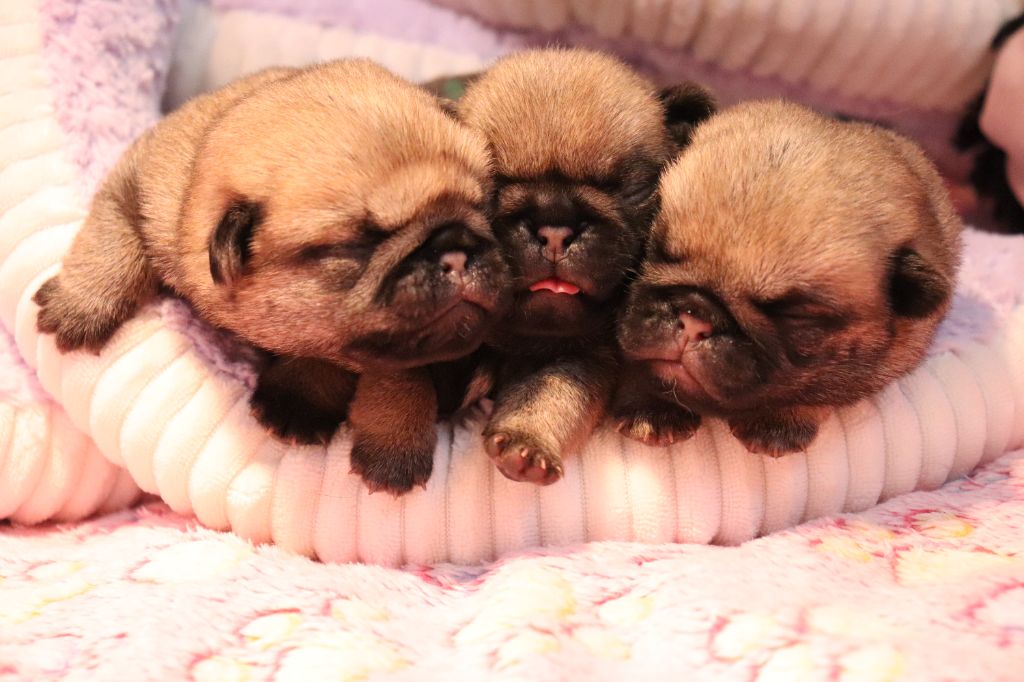 du Val de L'enchanteur - Chiots disponibles - Carlin