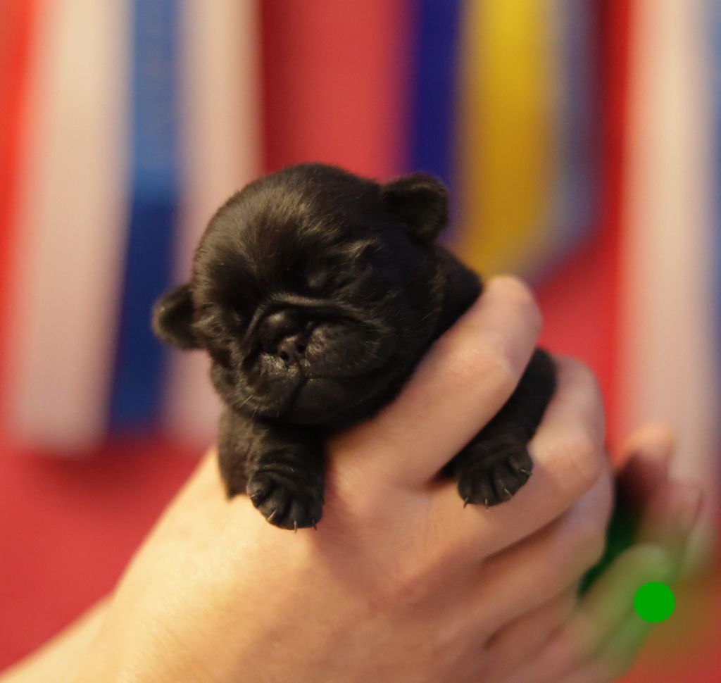 du Val de L'enchanteur - Chiots disponibles - Carlin