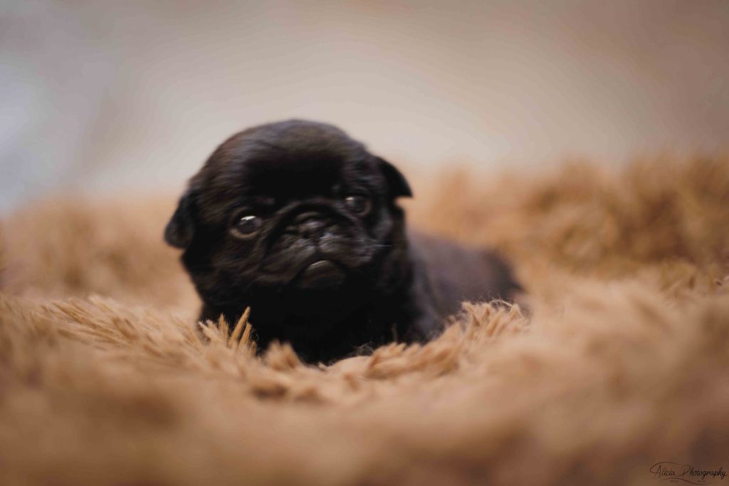 du Val de L'enchanteur - Chiots disponibles - Carlin