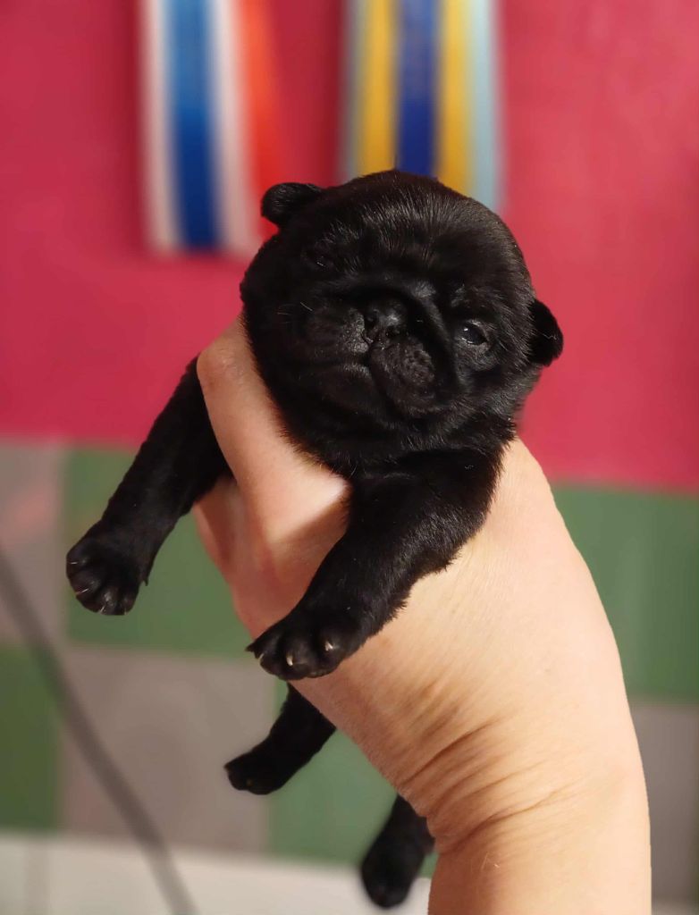 du Val de L'enchanteur - Chiots disponibles - Carlin