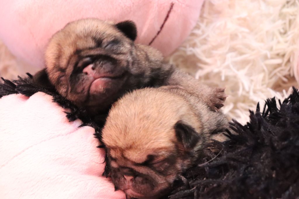 du Val de L'enchanteur - Chiots disponibles - Carlin