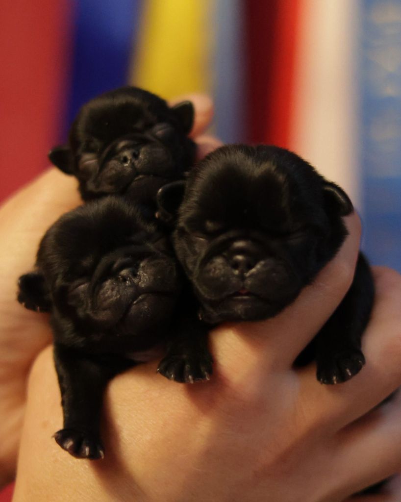 du Val de L'enchanteur - Chiots disponibles - Carlin