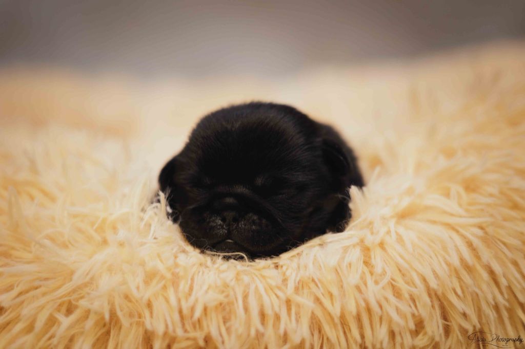du Val de L'enchanteur - Chiots disponibles - Carlin