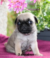 HELLO DOLLY