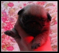 CHIOT