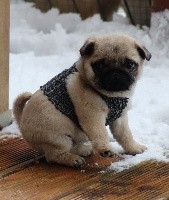CHIOT