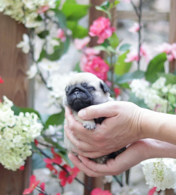 CHIOT 4