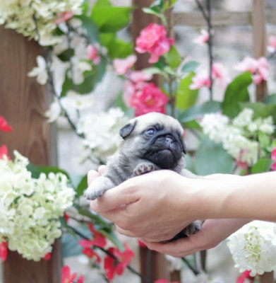 CHIOT 5