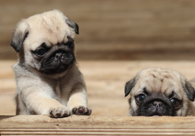 CHIOT 5