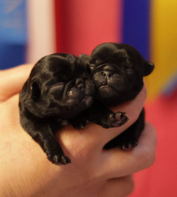 CHIOT