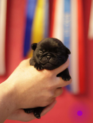 CHIOT