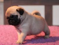 CHIOT