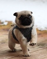 CHIOT