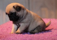 CHIOT
