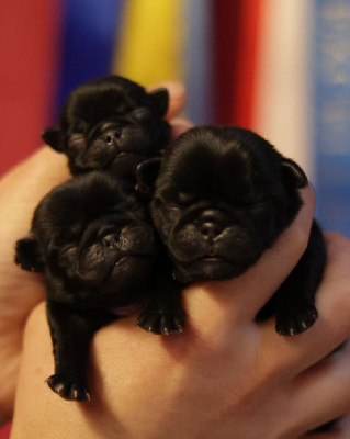 CHIOT
