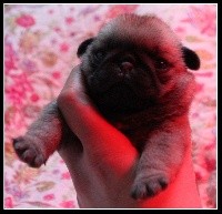 CHIOT