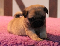 CHIOT