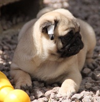 Lola