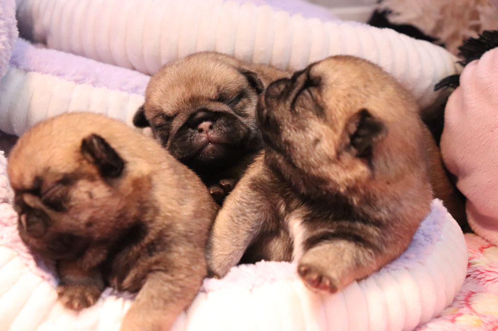 du Val de L'enchanteur - Chiots disponibles - Carlin