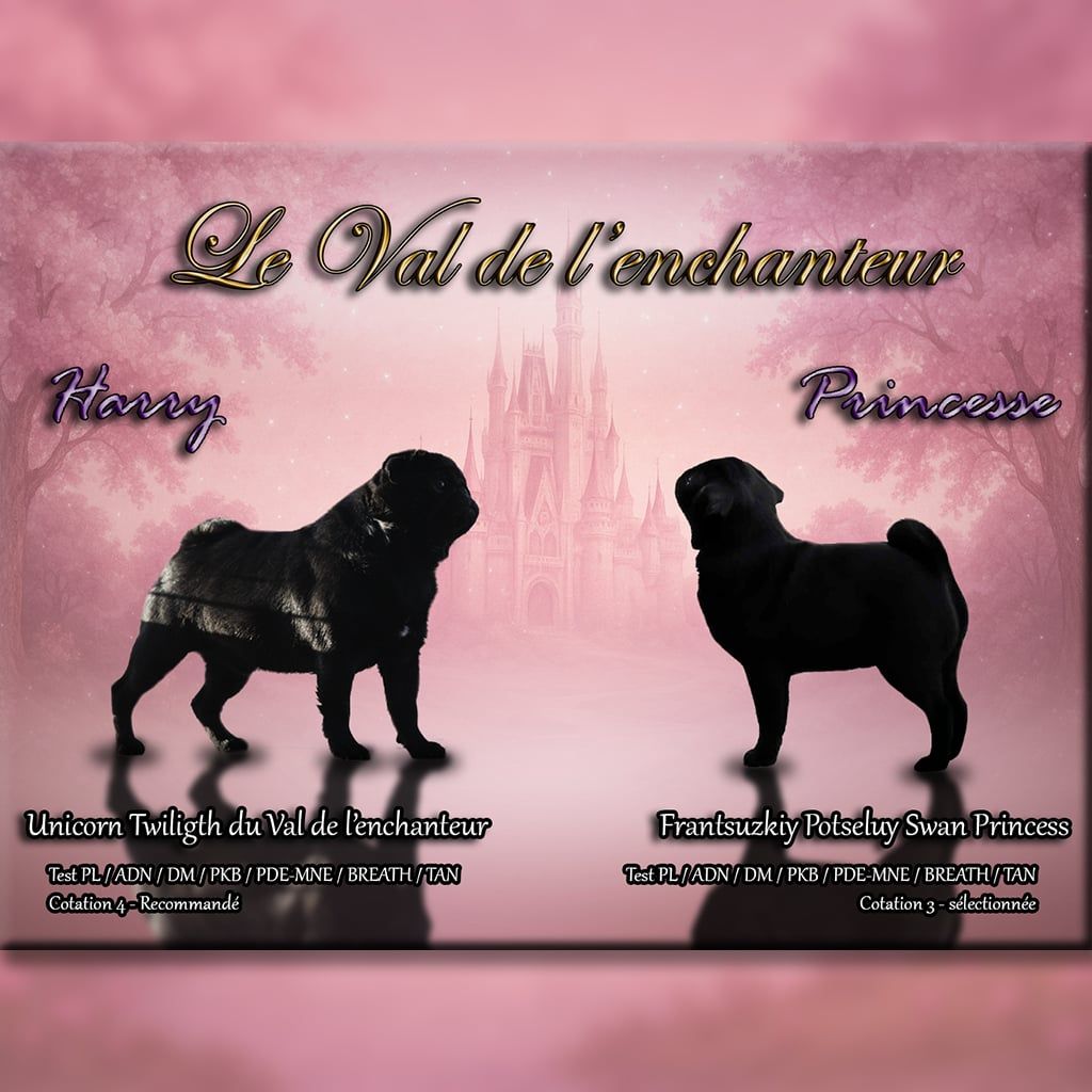 du Val de L'enchanteur - Carlin - Portée née le 18/07/2025