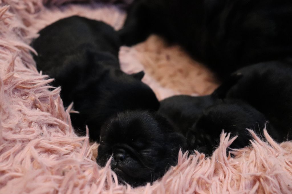 du Val de L'enchanteur - Chiots disponibles - Carlin