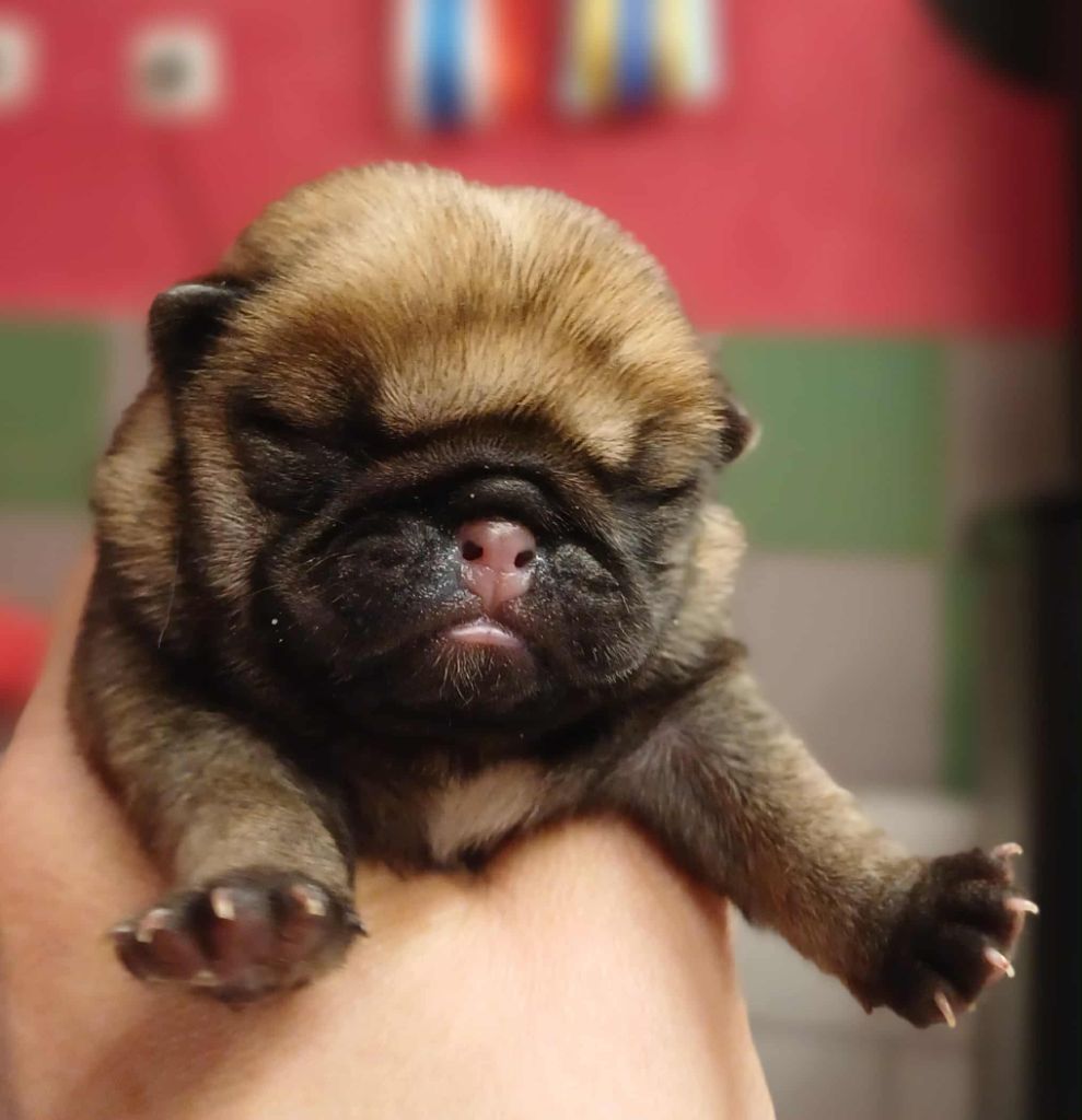 du Val de L'enchanteur - Chiots disponibles - Carlin